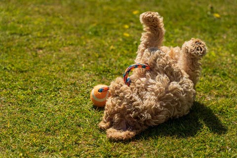 dog rolling over