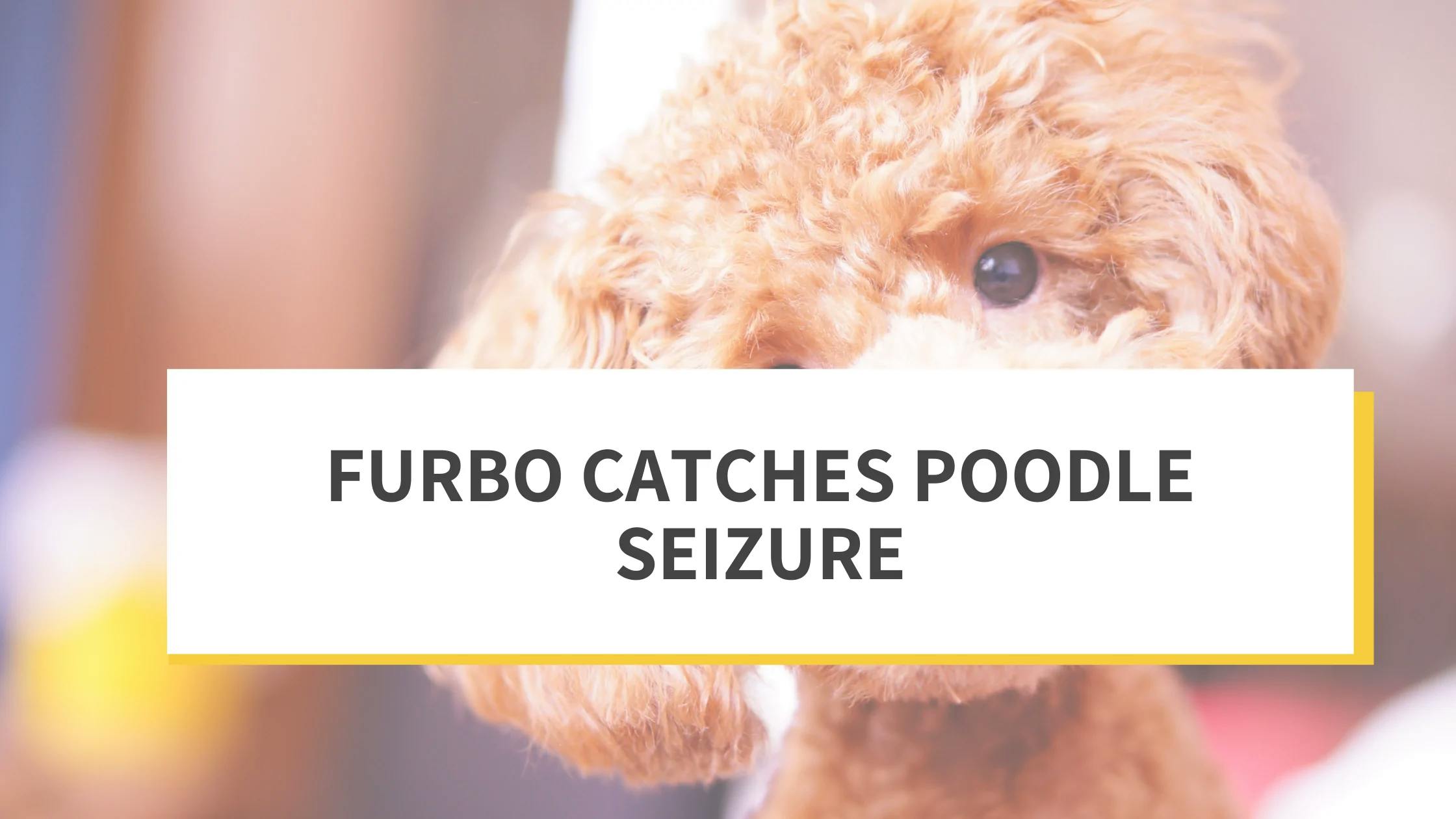 Poodles hot sale and seizures