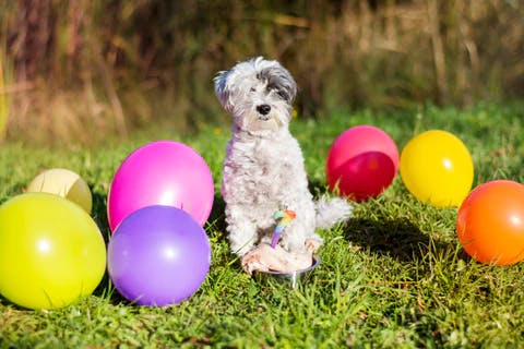 dog in the party