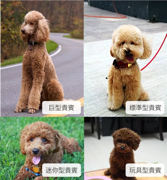 4種貴賓狗的類型