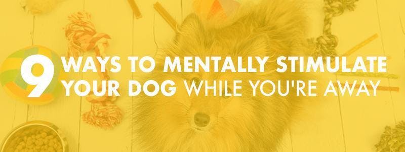 9 Ways to Mentally Stimulate Your Dog While You're Away