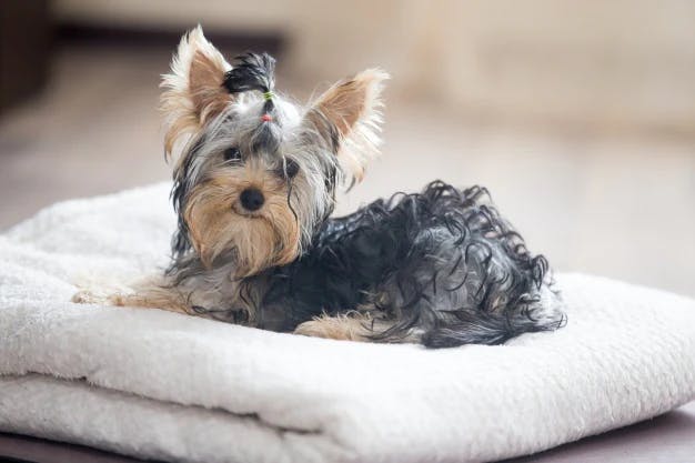 Dog on the blanket