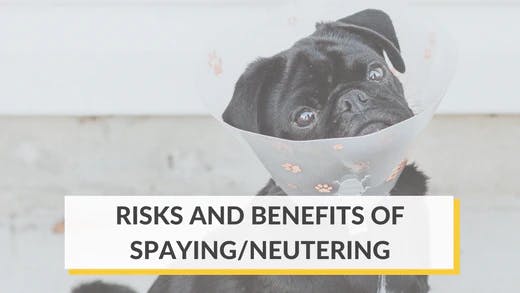 is spaying a dog cruel