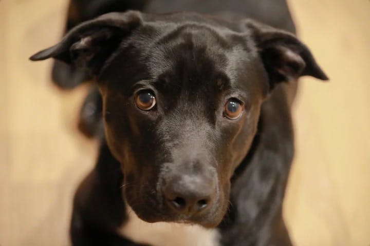 dog image