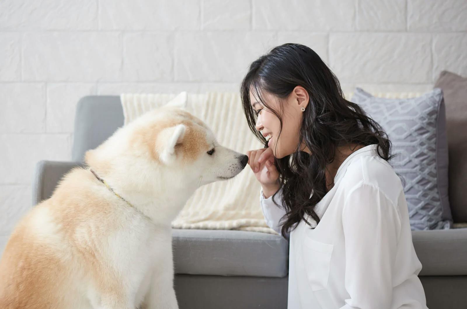 Akita sniffing woman's hand