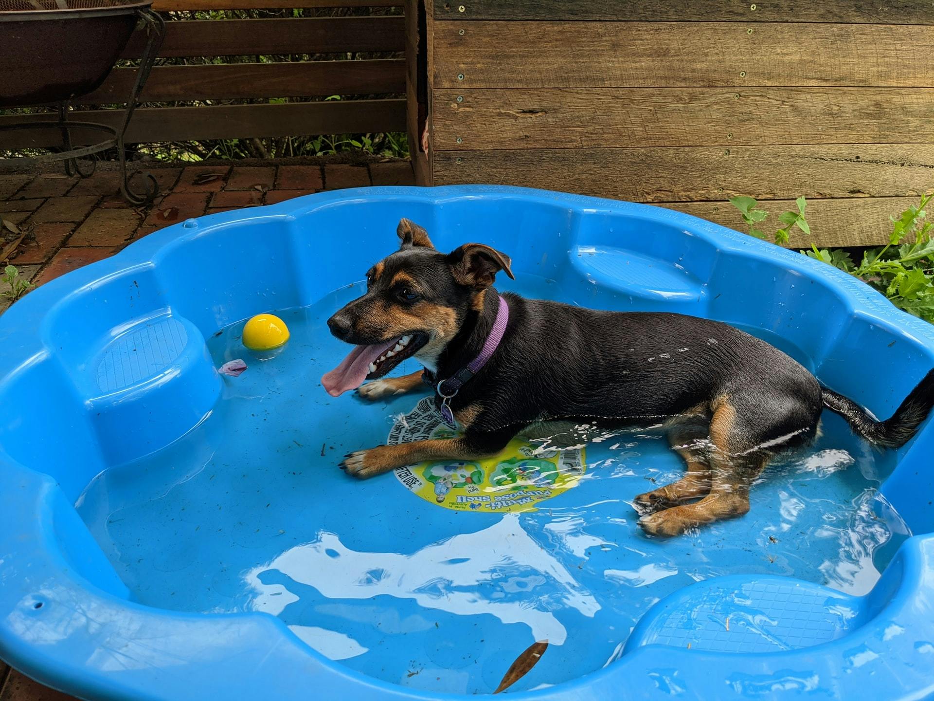 Dog in kiddie pool