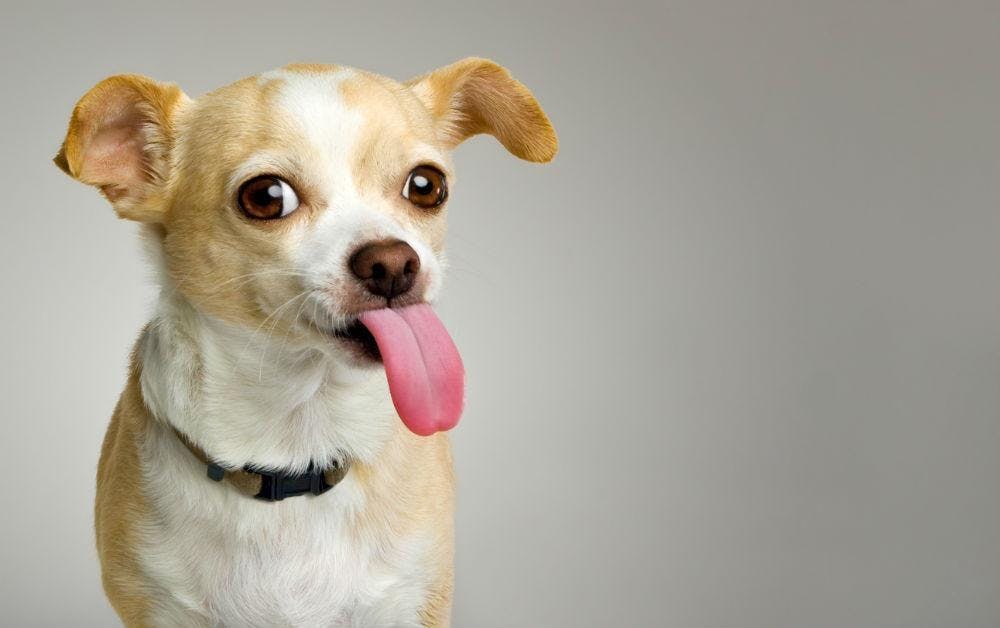 what does a dogs tongue feel like