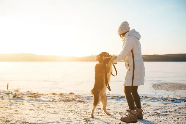 Dog image