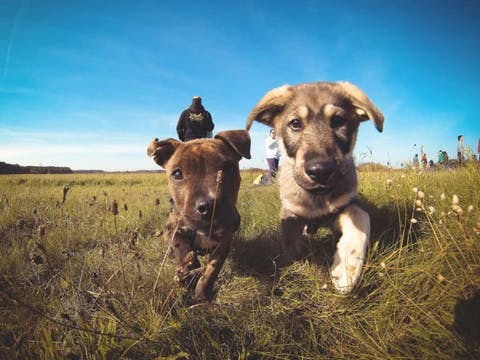 cute dog image