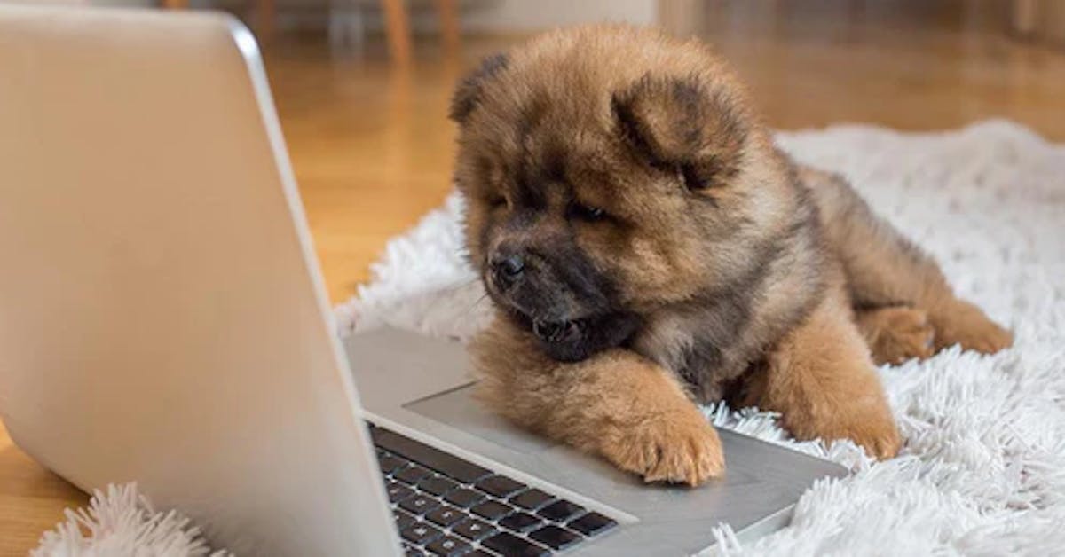 https://images.prismic.io/furbo-prismic/e6f99f1f-a3f8-44c9-8ec3-8a953b6fbe23_leaving-puppy-alone-while-working-1.webp?auto=compress,format&rect=12,0,497,260&w=1200&h=628