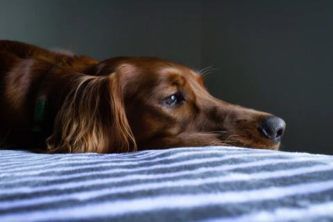 can dogs experience depression