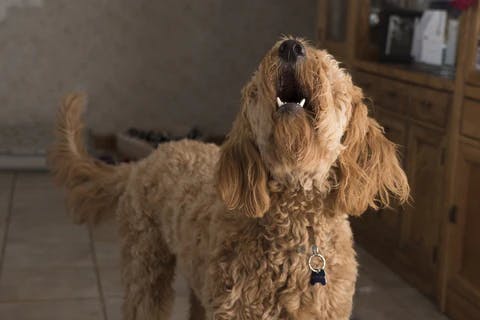 barking dog