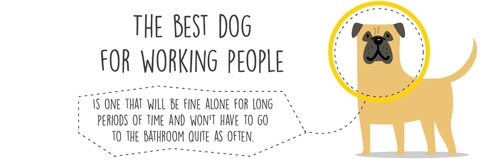 Best dog breed for single store working person