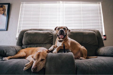 Dog Sitter