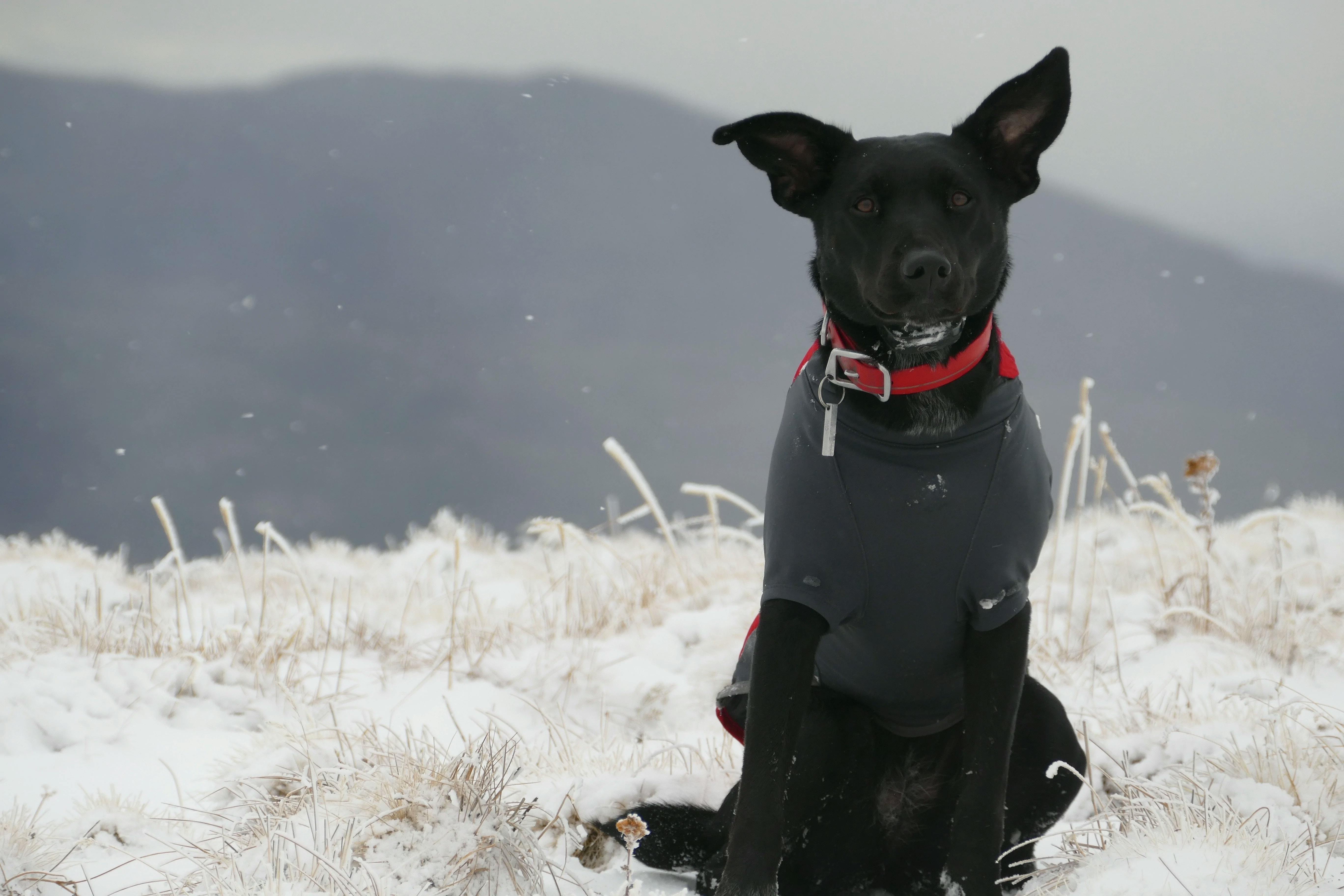 Dog in winter