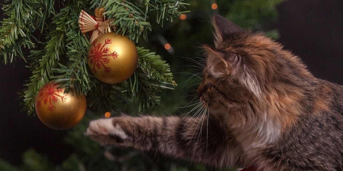 a photo of a cat reaching for an ornament on a Christmas tree