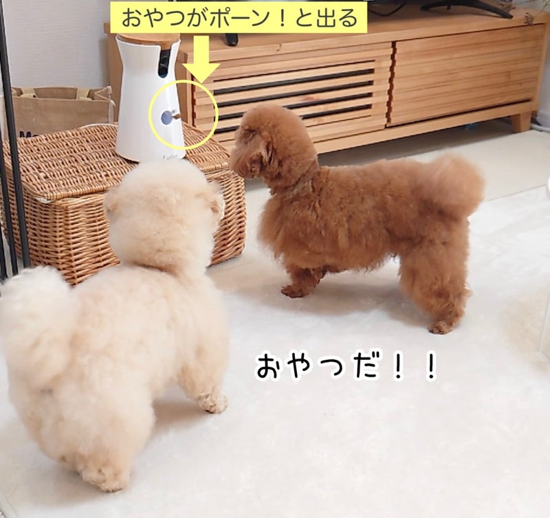 お気に入り 旧型 Furbo ファーボ ドッグカメラ 犬用品 - kintarogroup.com