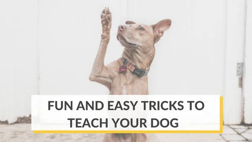 easy dog tricks