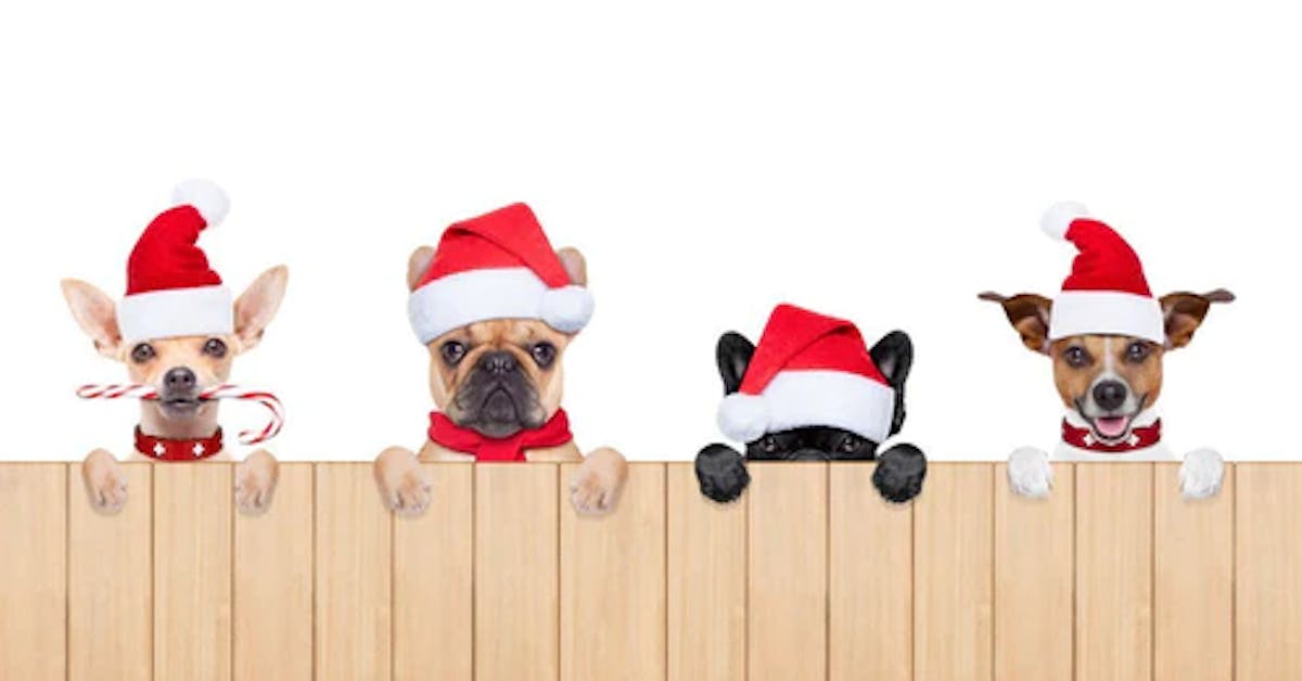 Festive Activities for You, Your Family And Your Dog