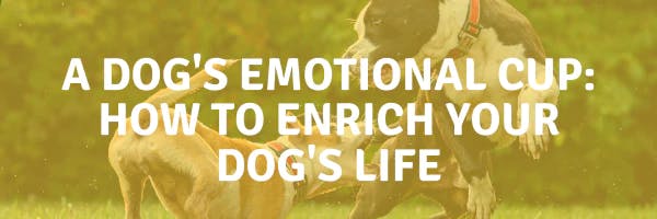 Mental Stimulation Enriches Your Pet's Life