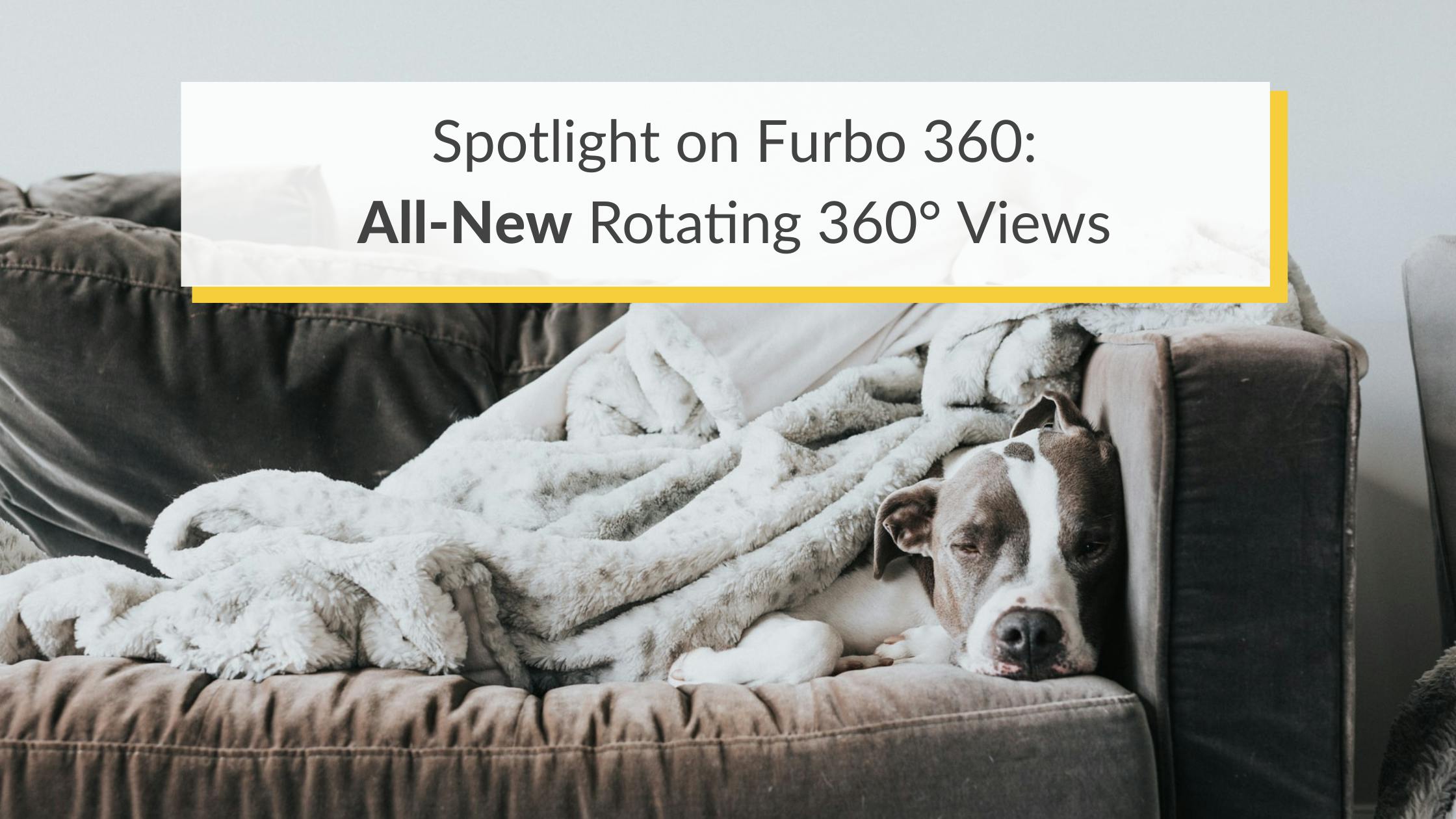 Dog sleeping on couch