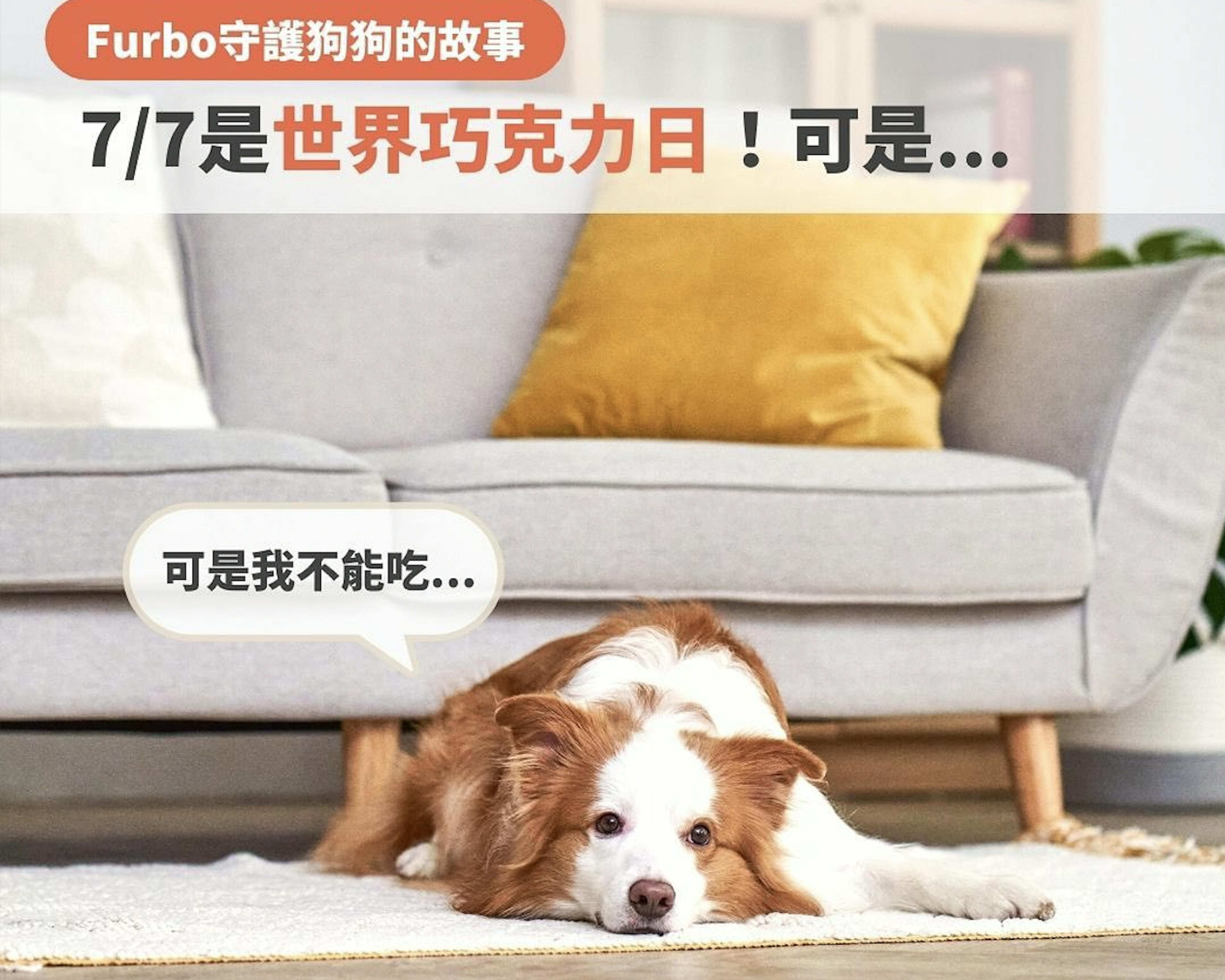 狗狗不能吃巧克力