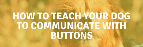 How to Teach Your Dog to Communicate with Buttons