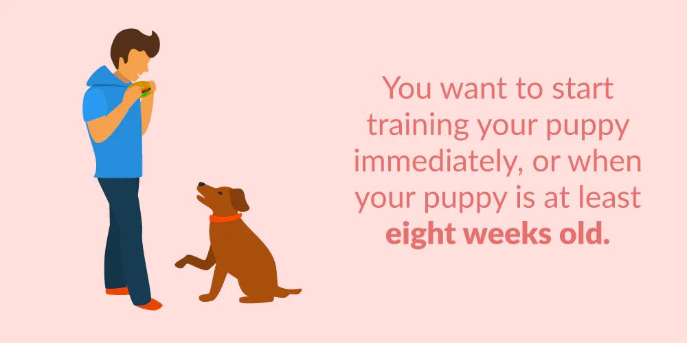 how do you train a puppy to obedience