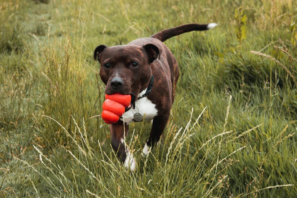 Dog with KONG