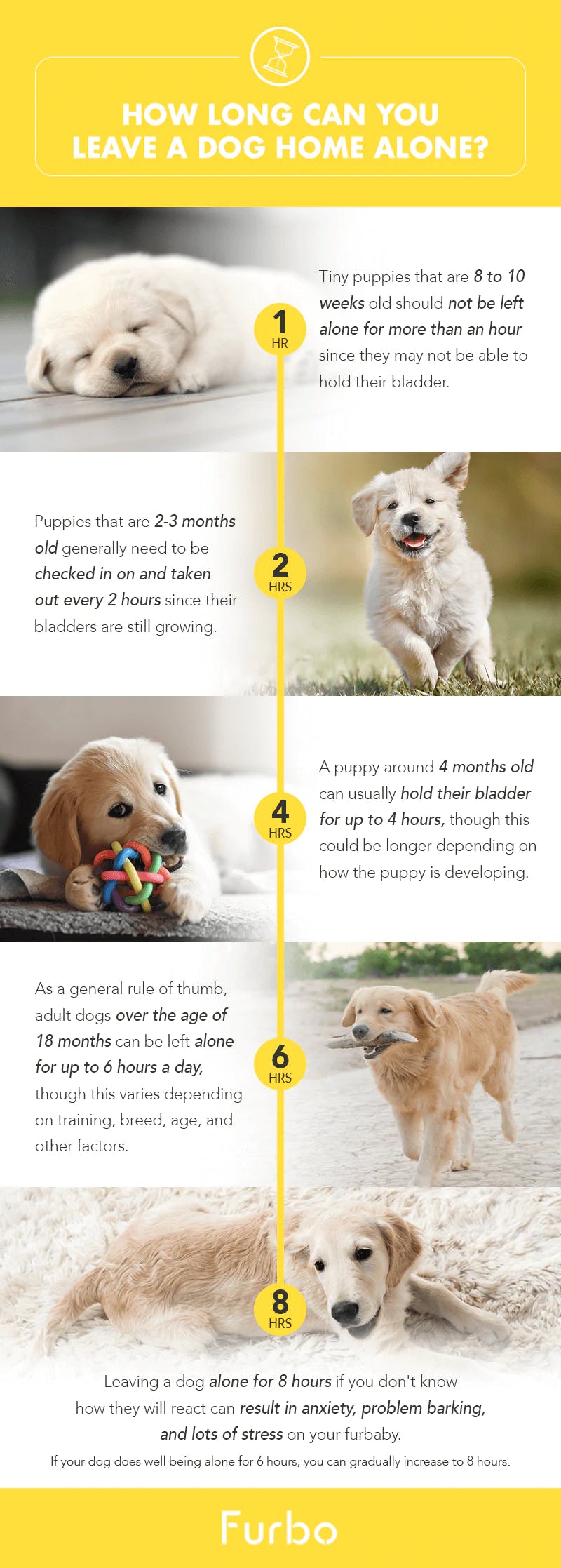 How Long Can You Leave a Dog Alone at Home: Essential Guidelines