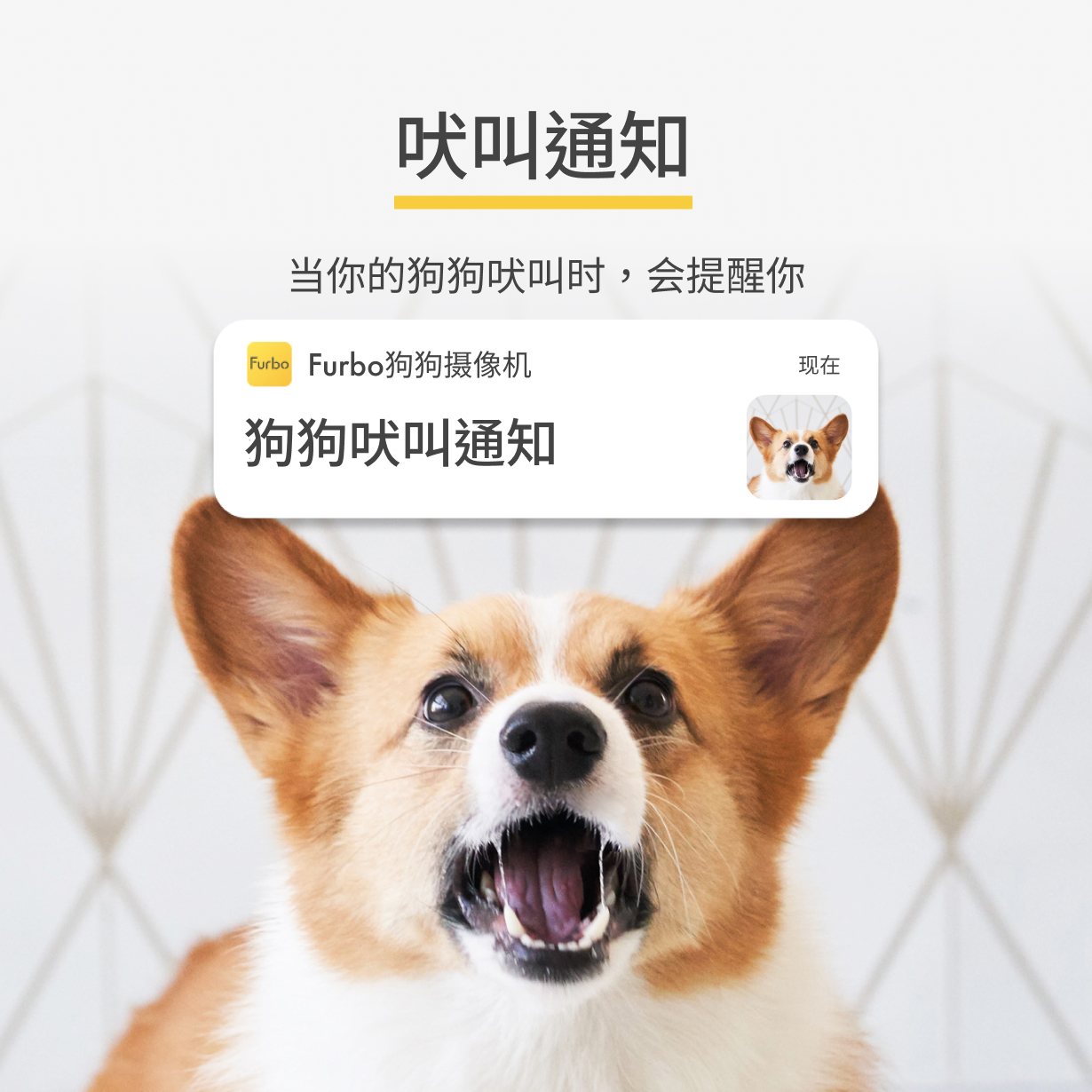 cn-pdp-furbo-barking-alert.jpg