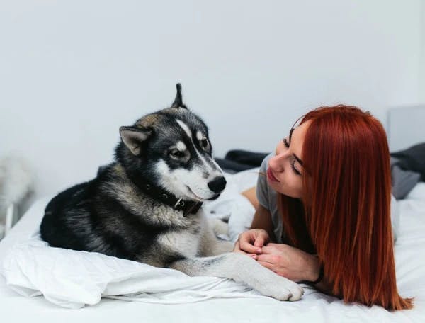 Husky image