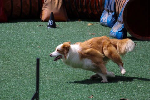 dog running