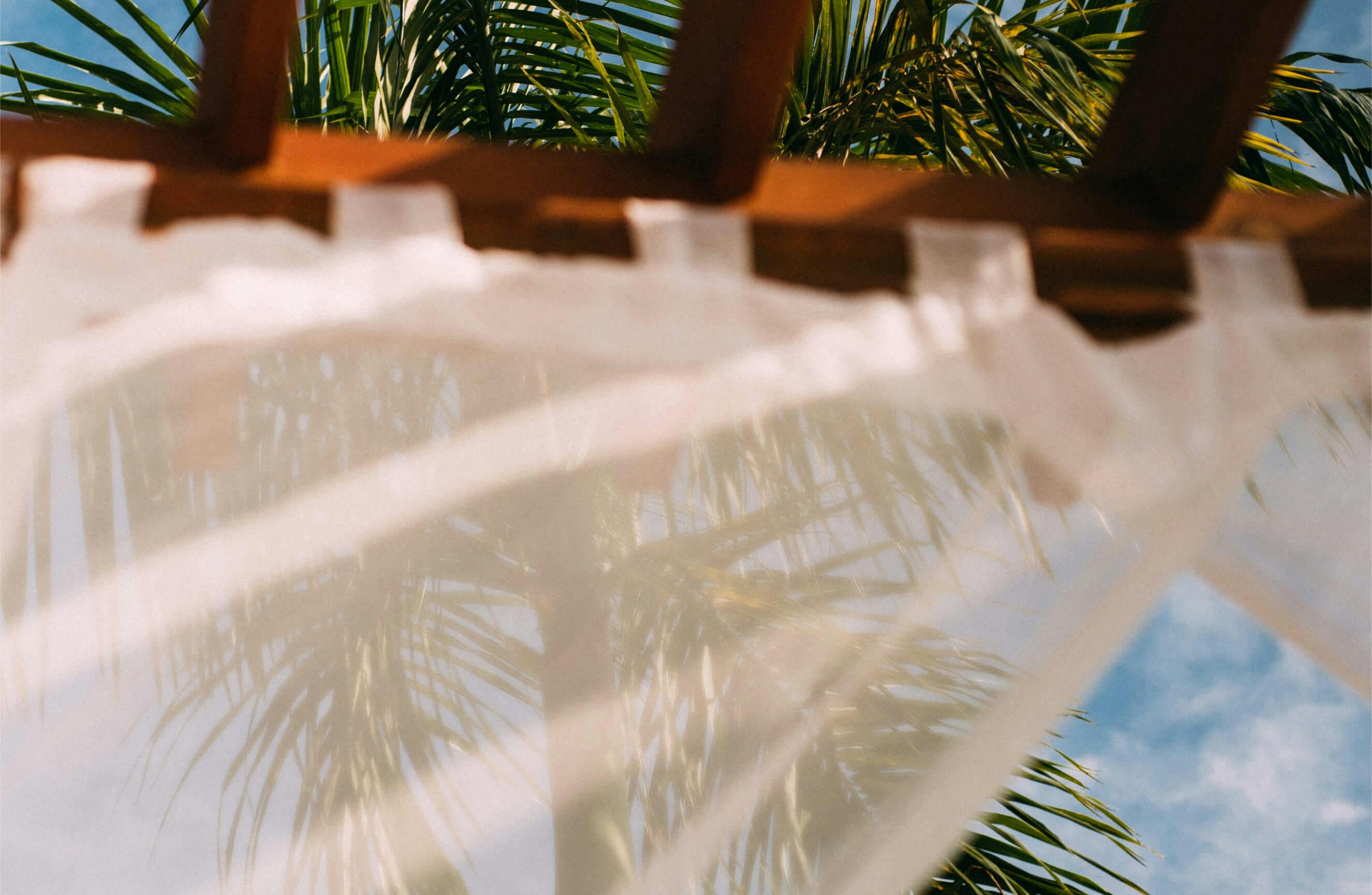 A palm tree hidden behind the light curtain