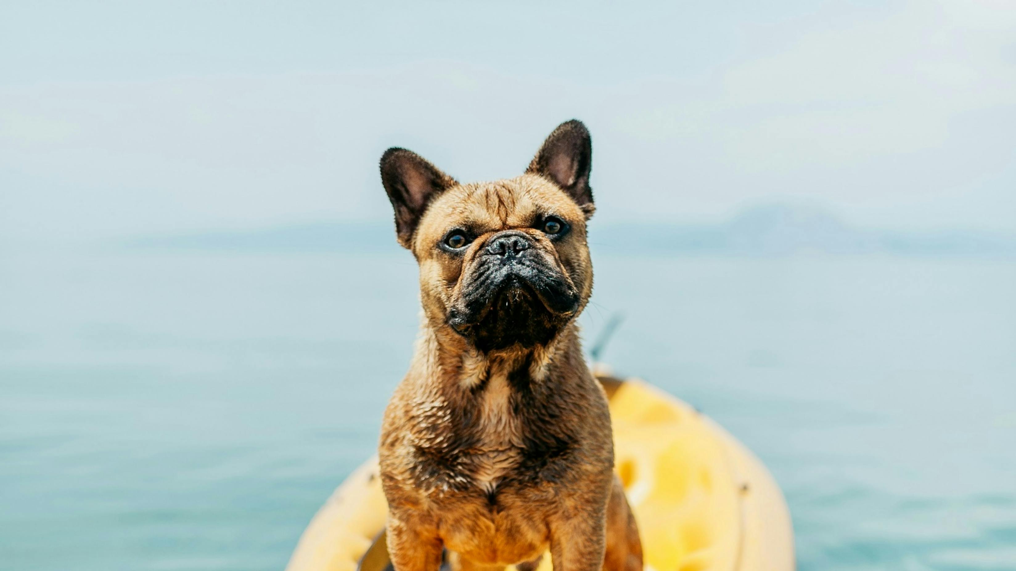 Frenchie riding a yellow surf board.