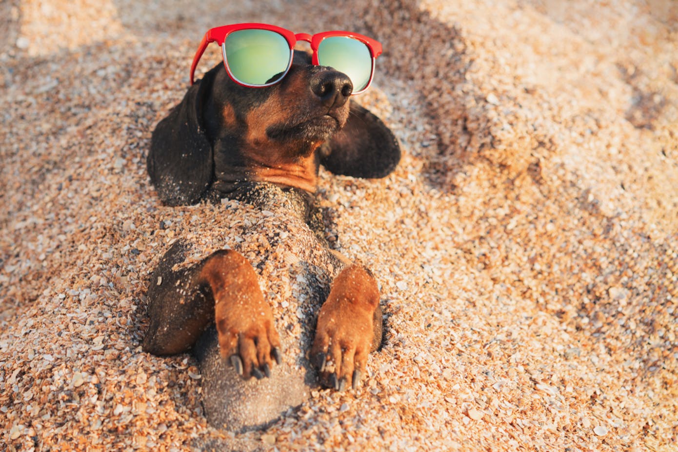 Dachshund chilling on the beach.