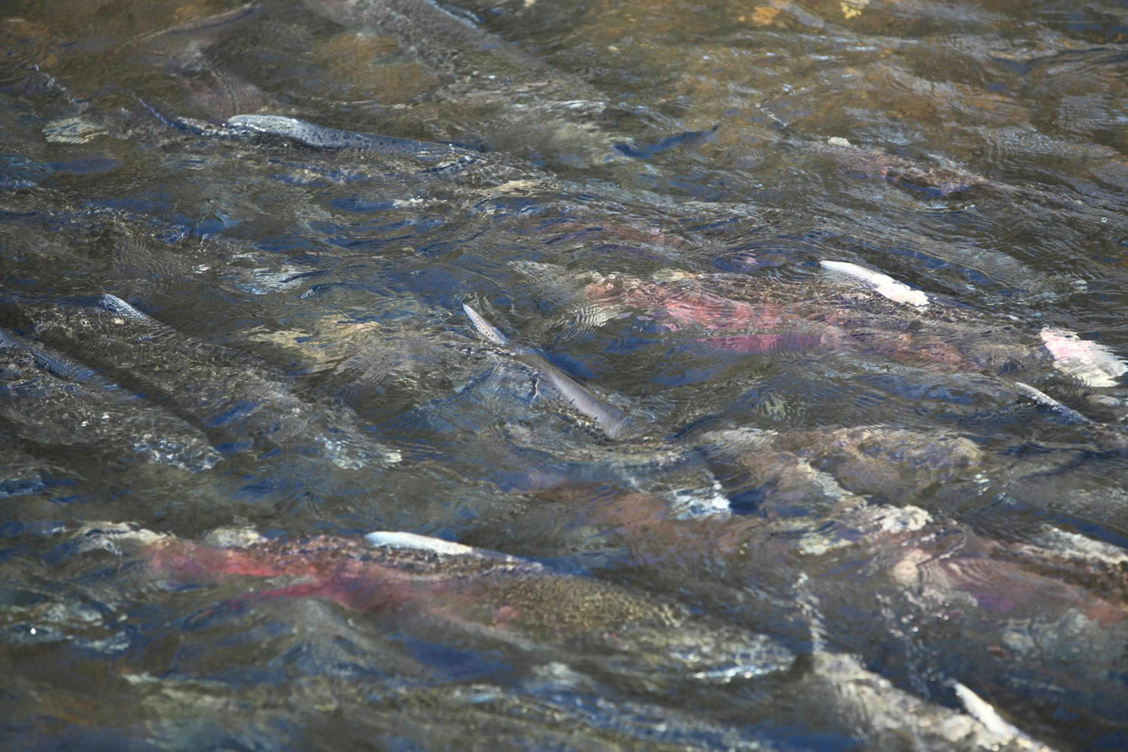 salmon run in Mokelumne river
