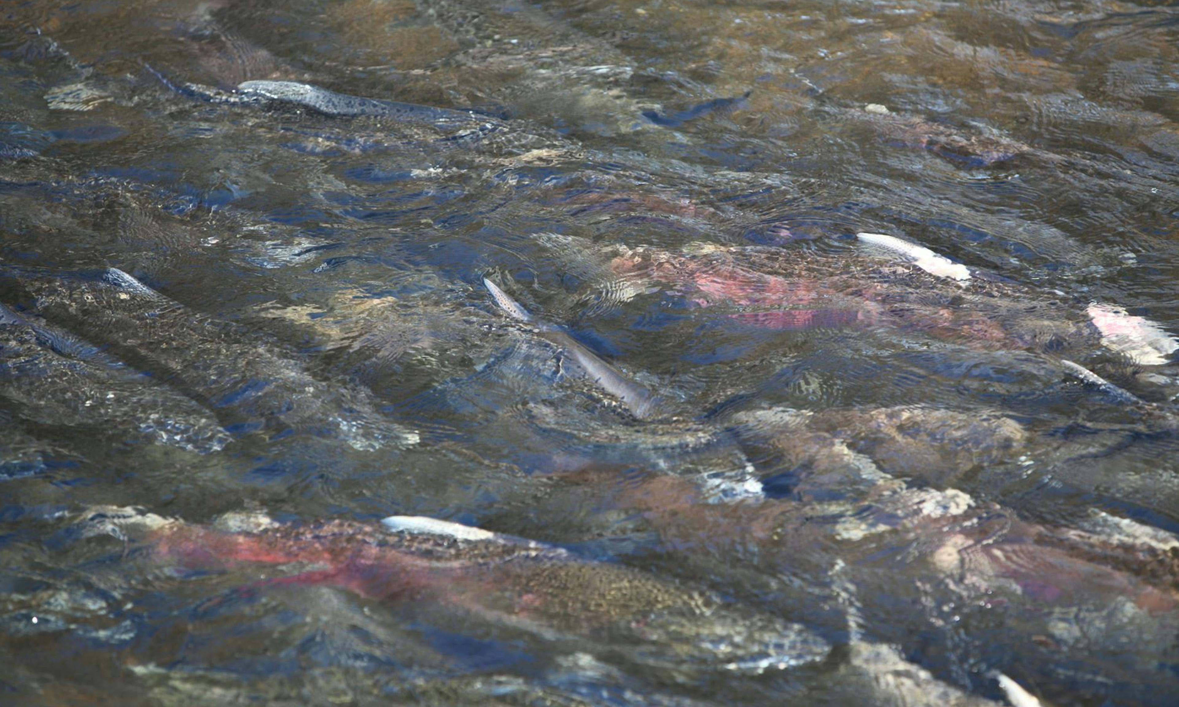 salmon run in Mokelumne river