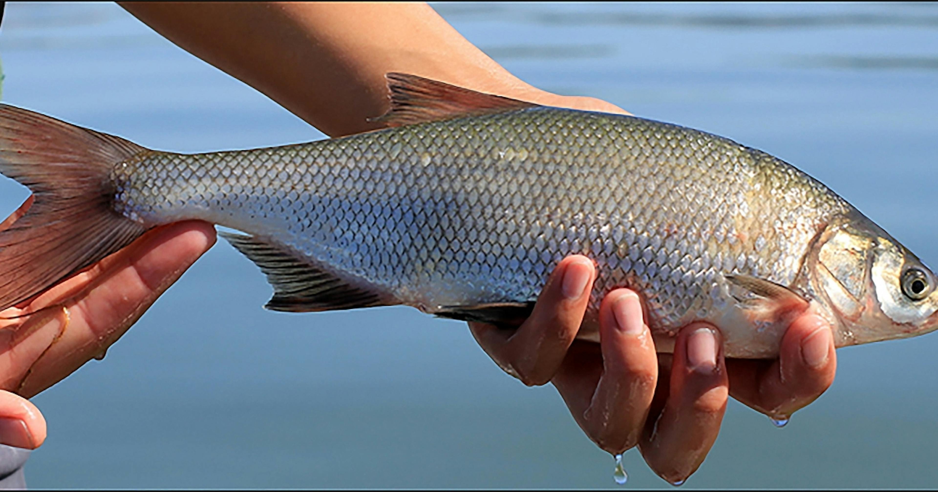 clear lake hitch  from Clear Lake