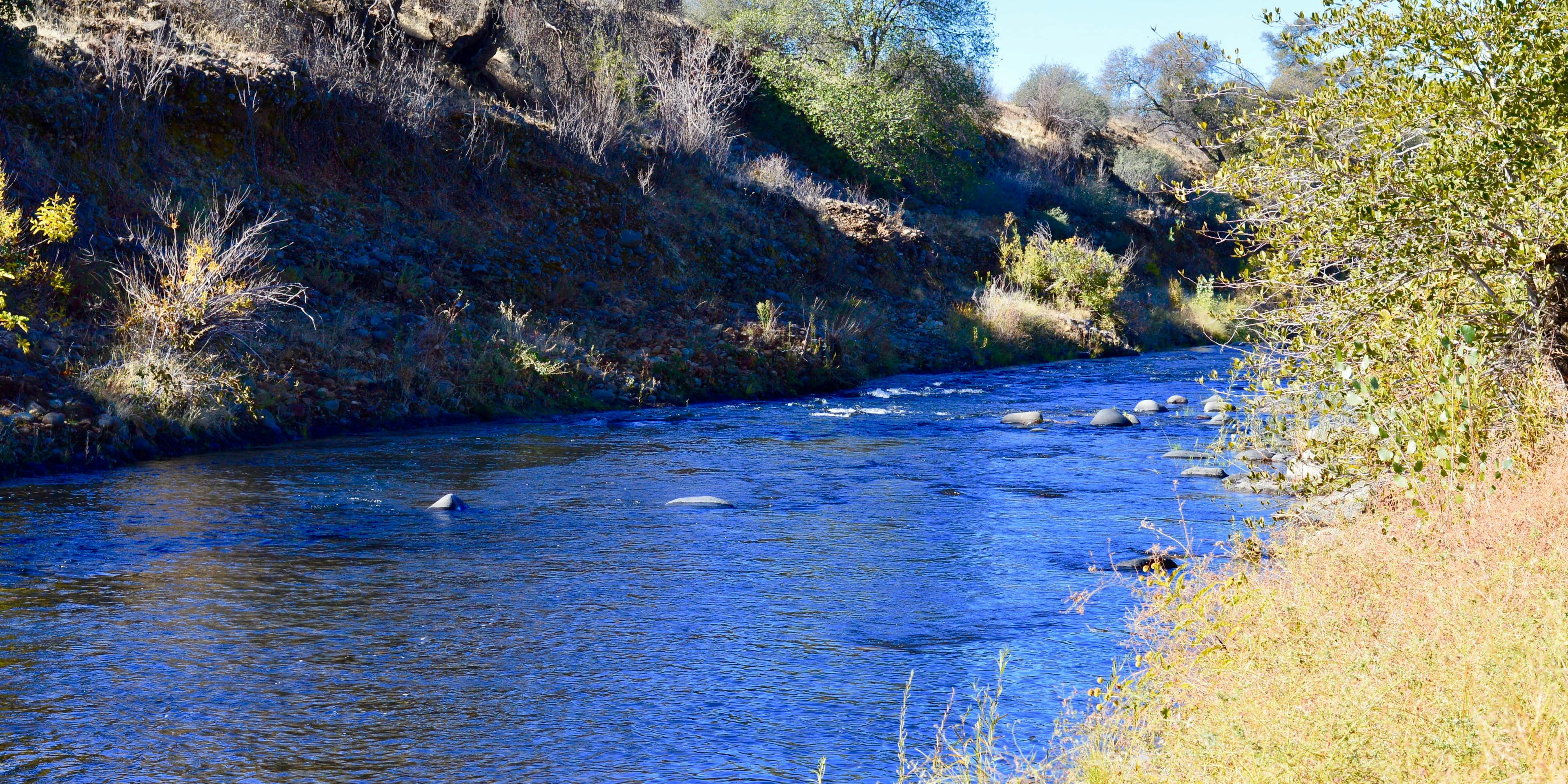 One of the many of Central Valley chinook populations monitored as a part of the R2R initiative