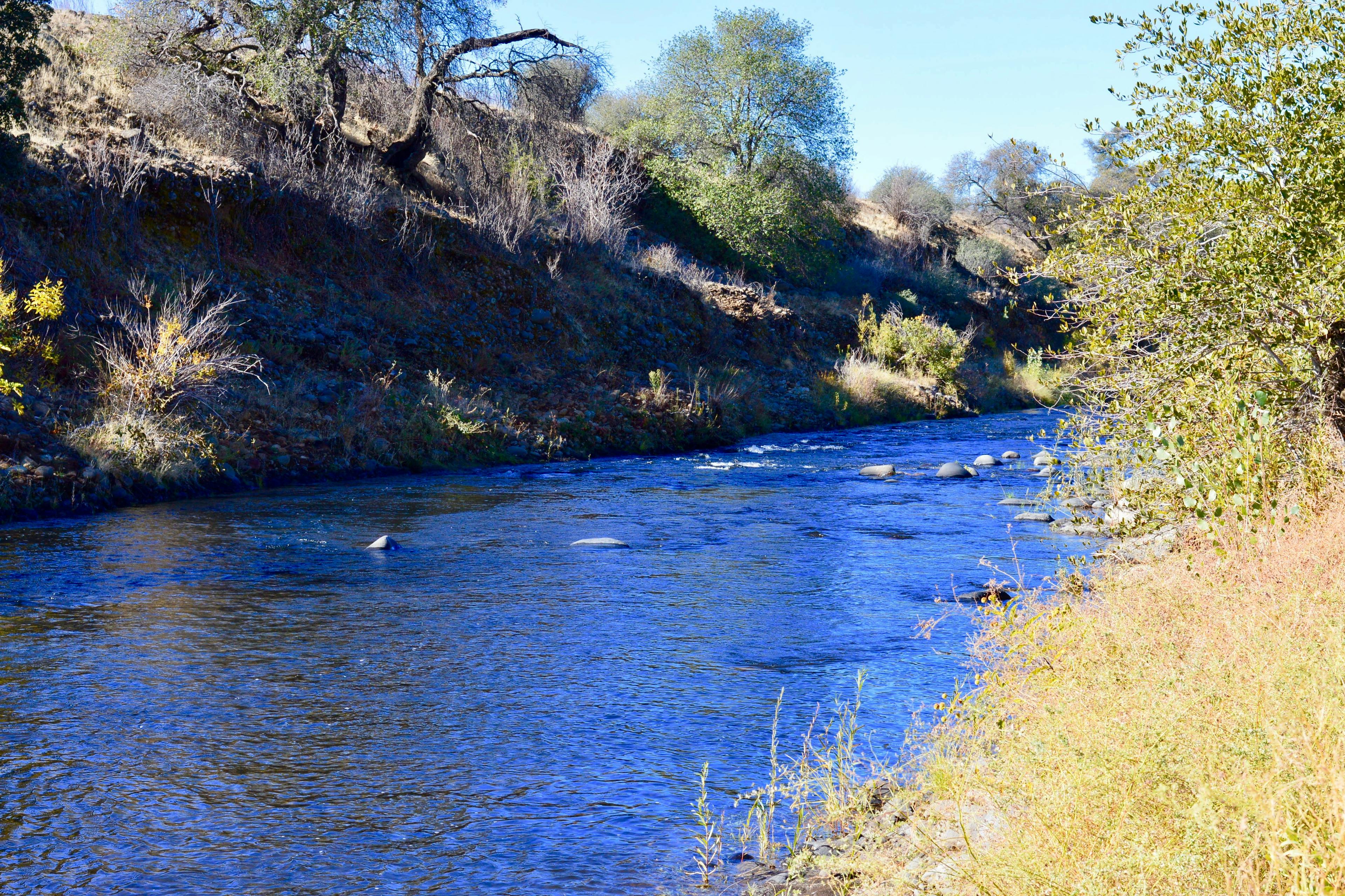 One of the many of Central Valley chinook populations monitored as a part of the R2R initiative