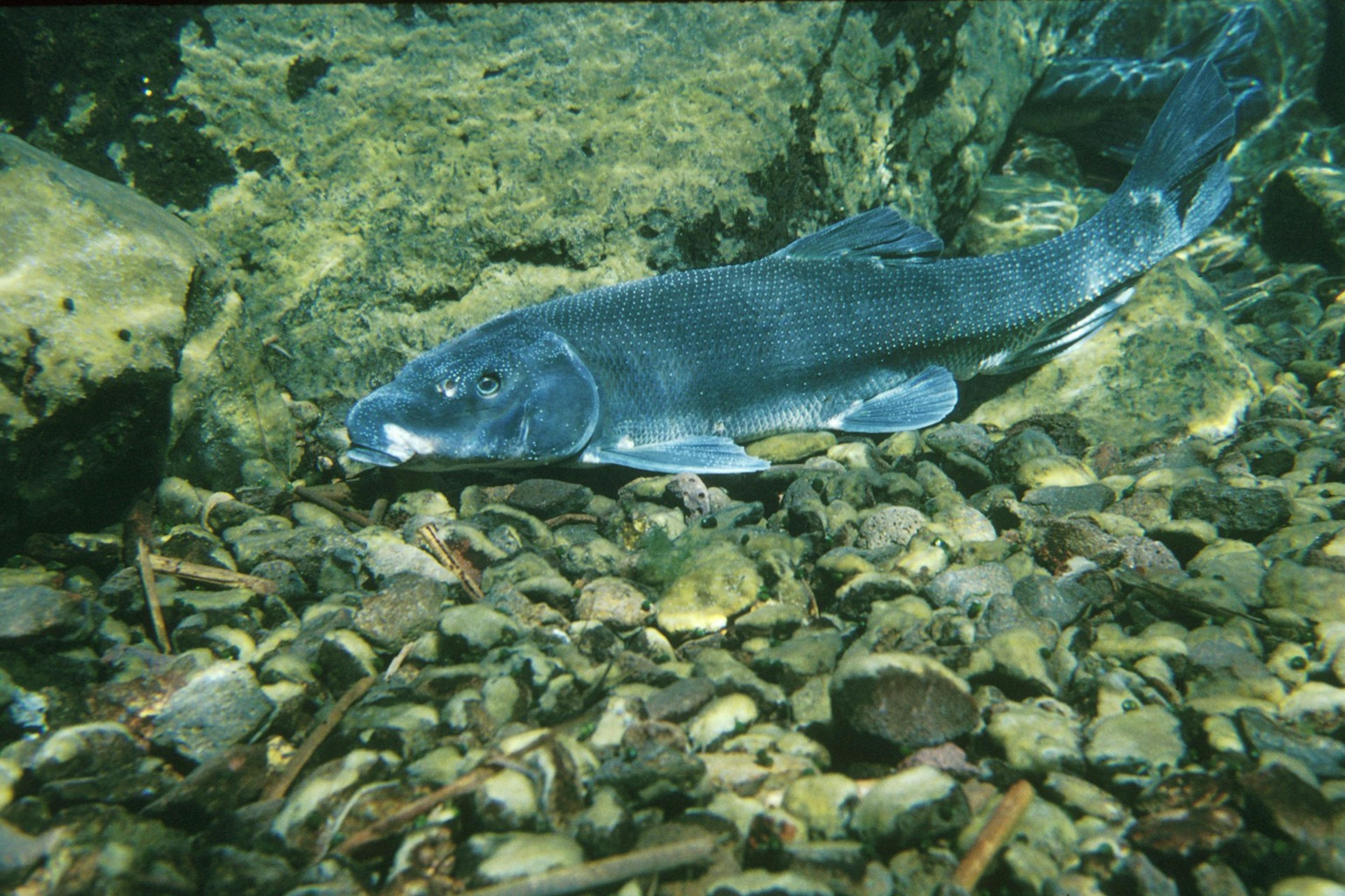 Photo of suckermouth catfish