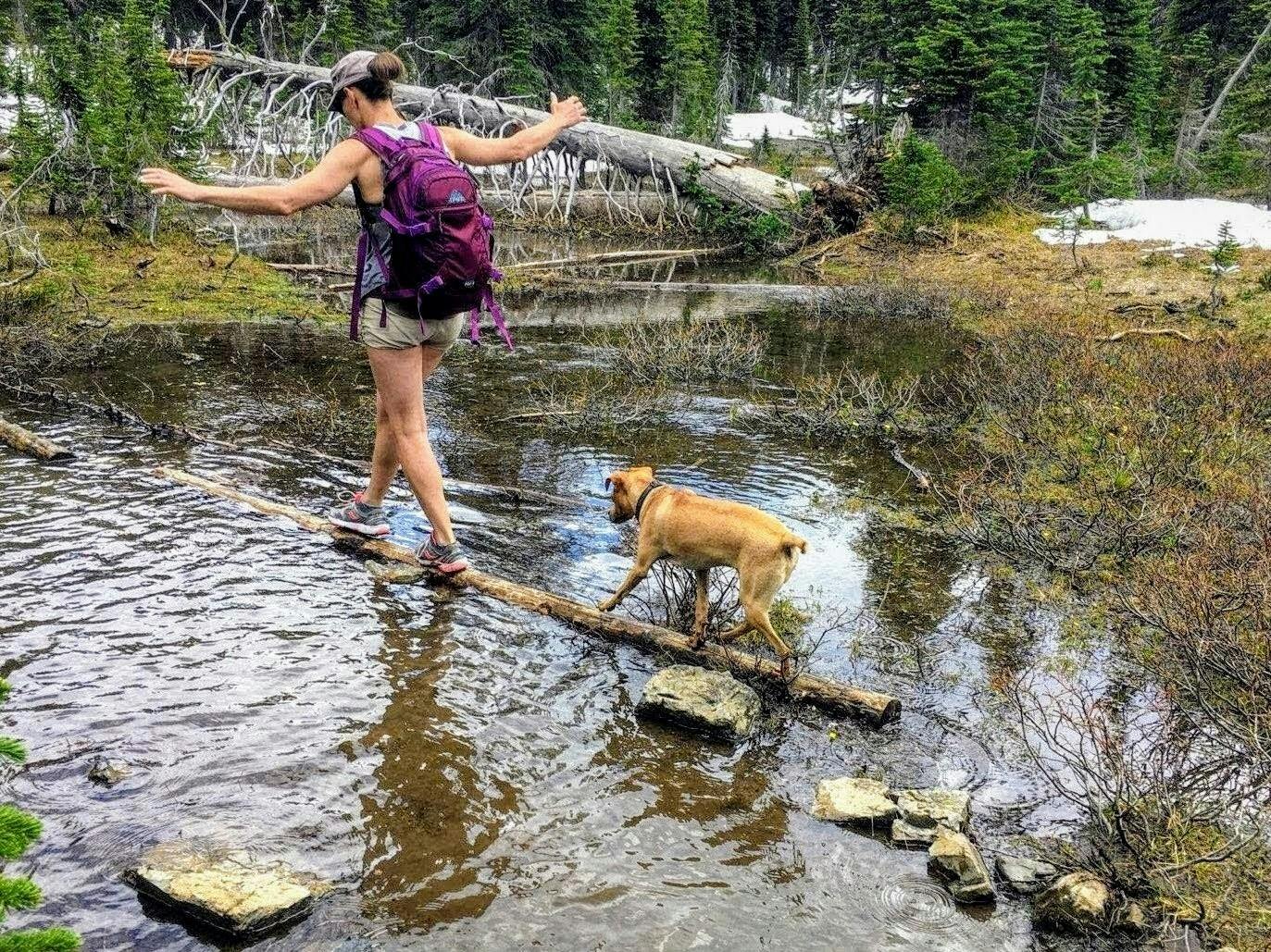 audrey crossing a river with her dog