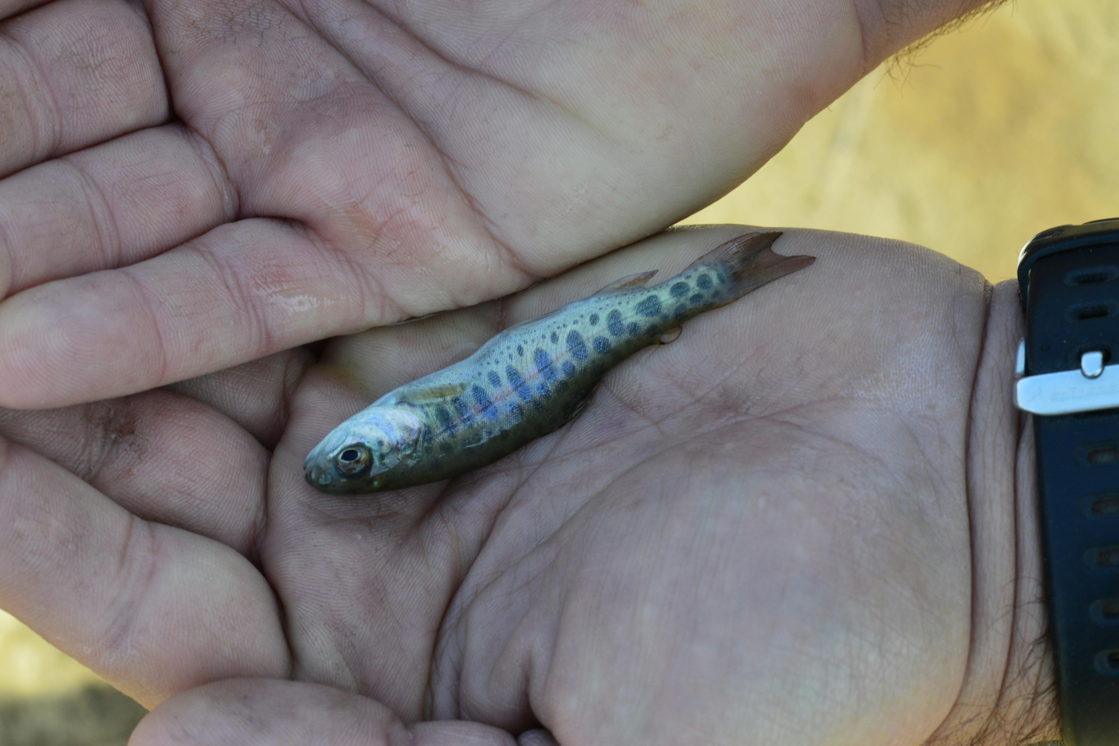 fish being measured by scientists