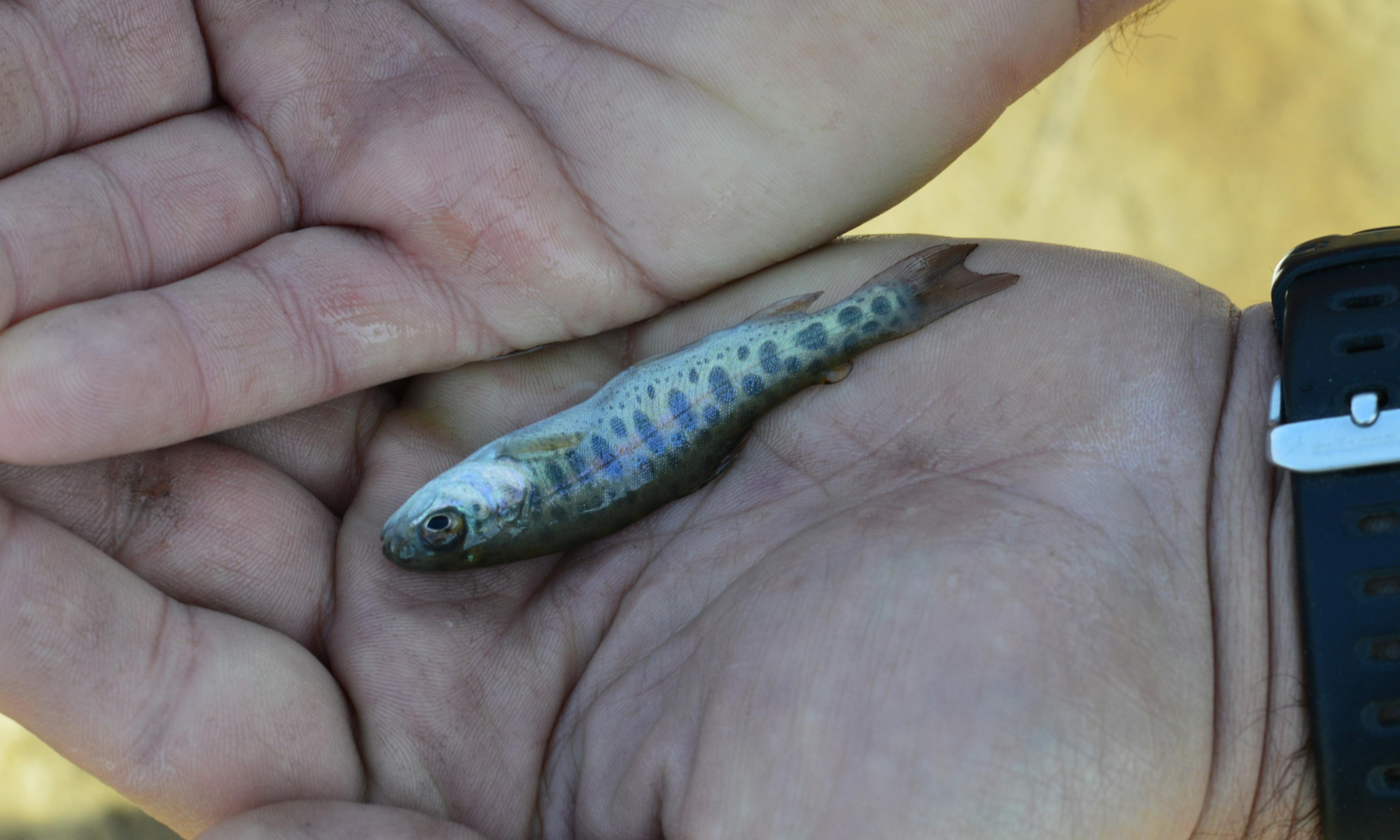 fish being measured by scientists