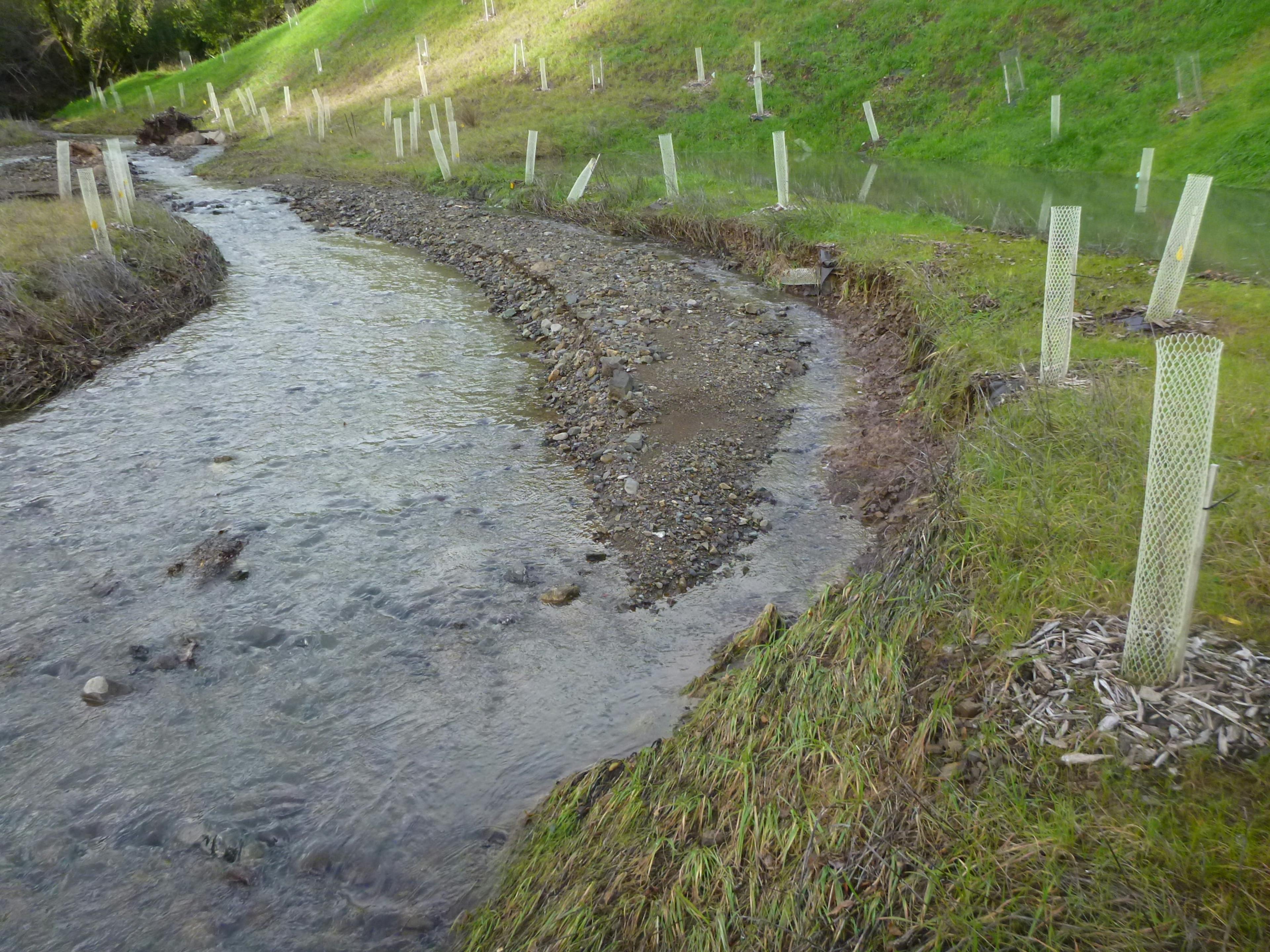 a creek being restored