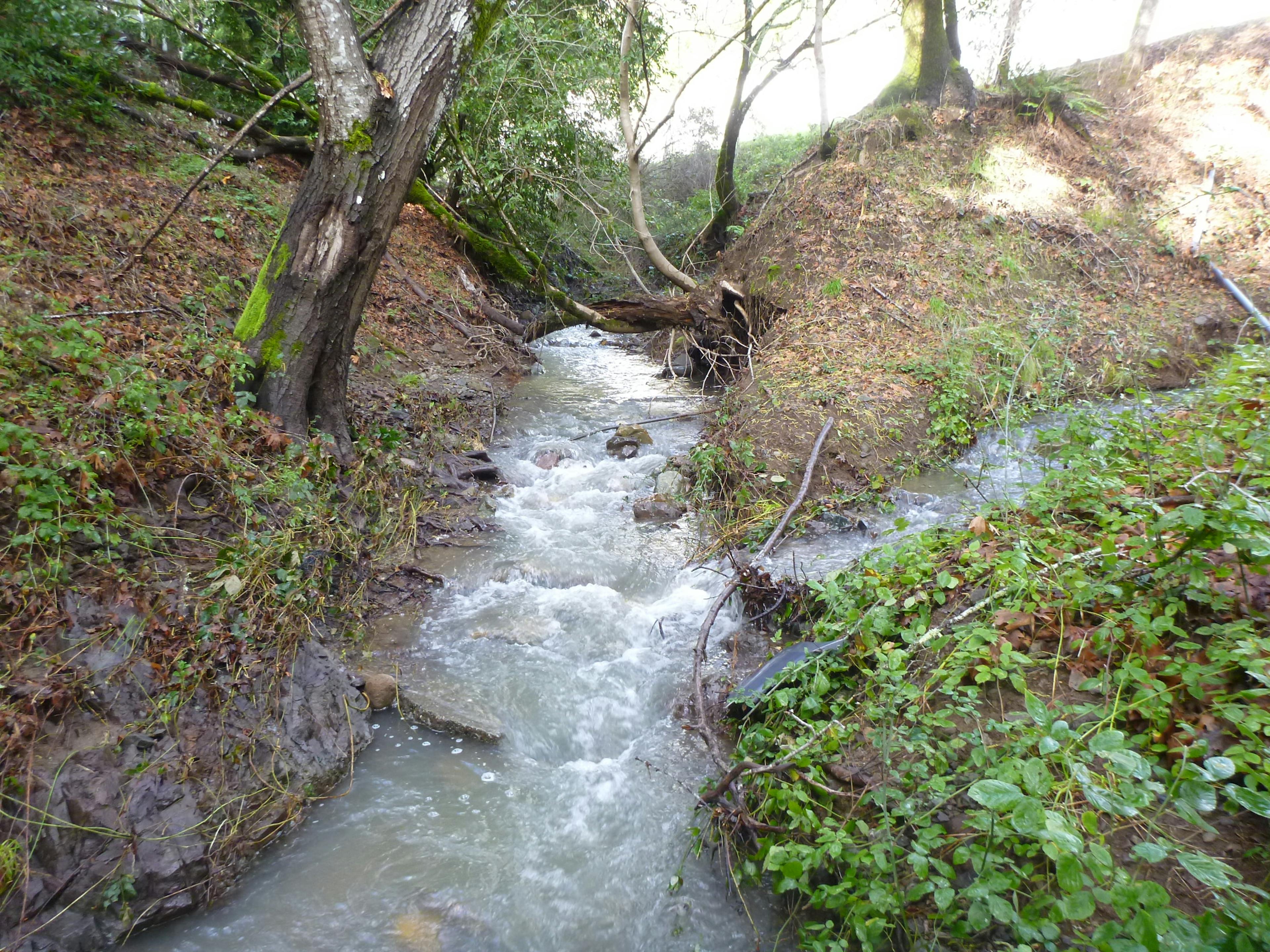 dry creek with water