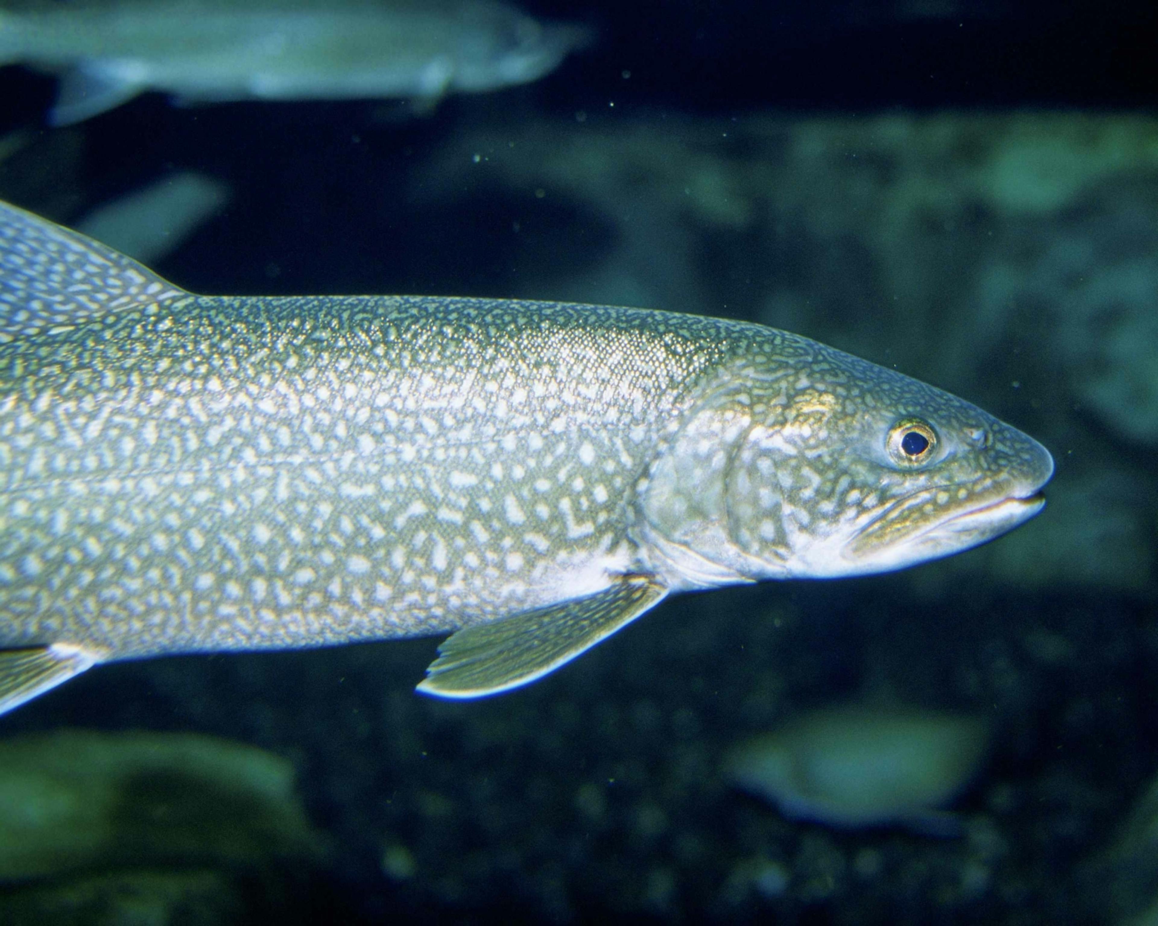 lake trout