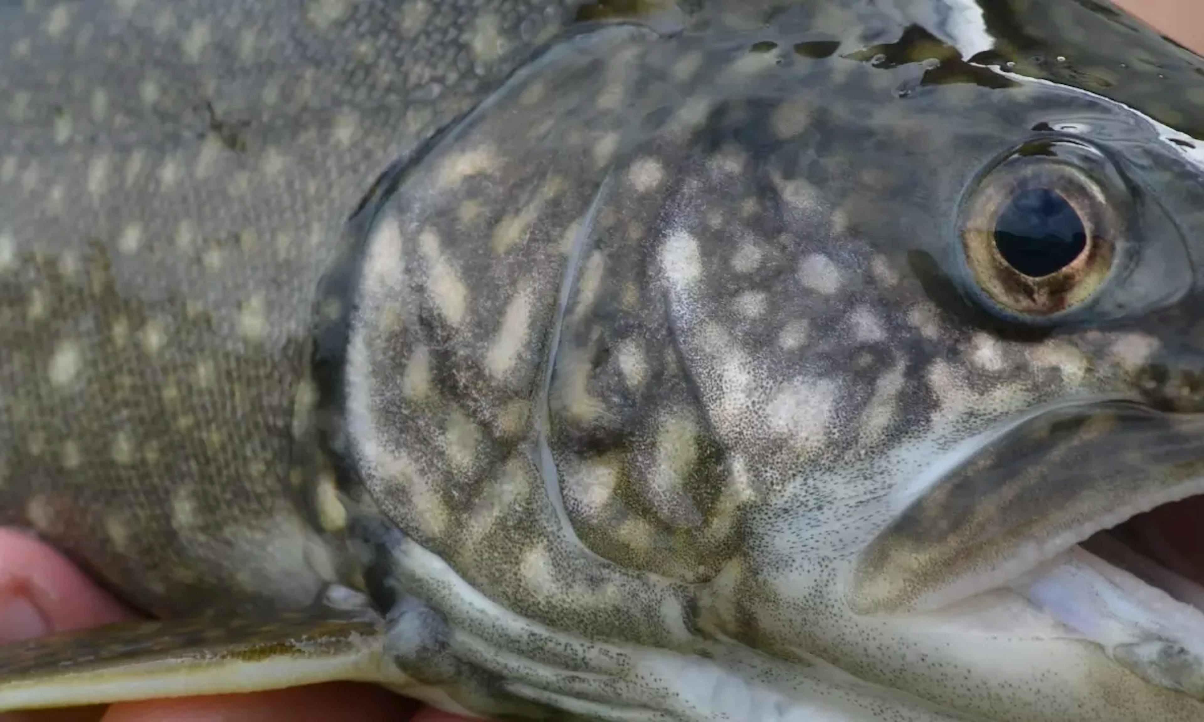 lake trout image courtesy USF&W