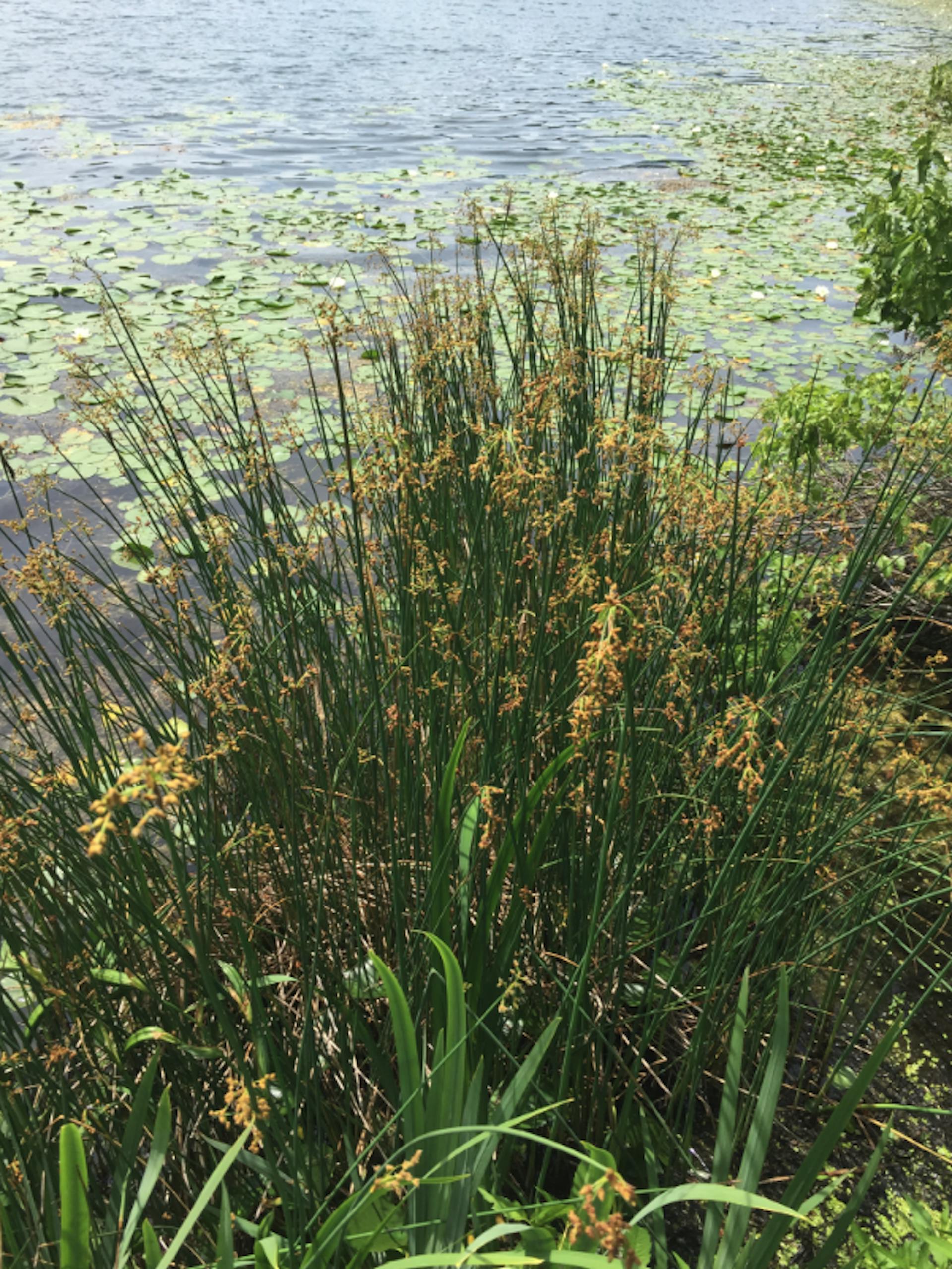 tule in a marsh